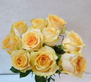 ROSE GOLDEN TEMPLE KENIA 60